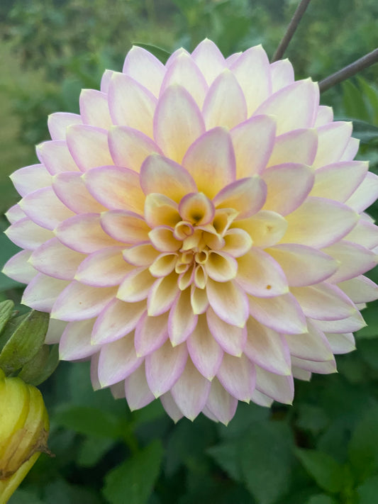 Bloomquist Blush Dahlia Tuber – Stellar Light Blend, 5" Blooms