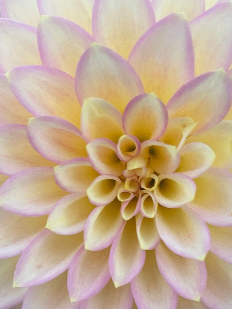 Close-up of a light pink dahlia flower with a blurred green background