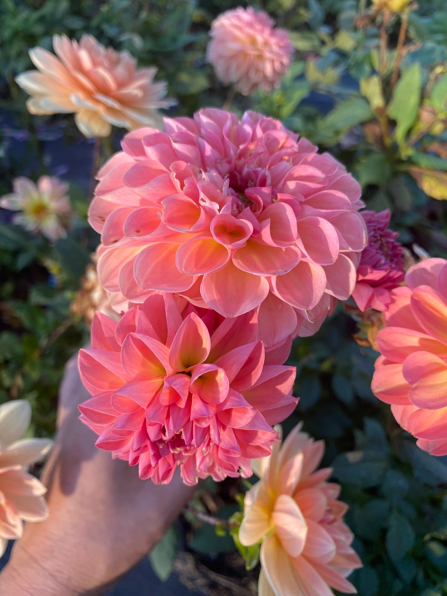 Sebastian Dahlia Tuber – Miniature Formal Decorative, Pink, 3" Blooms