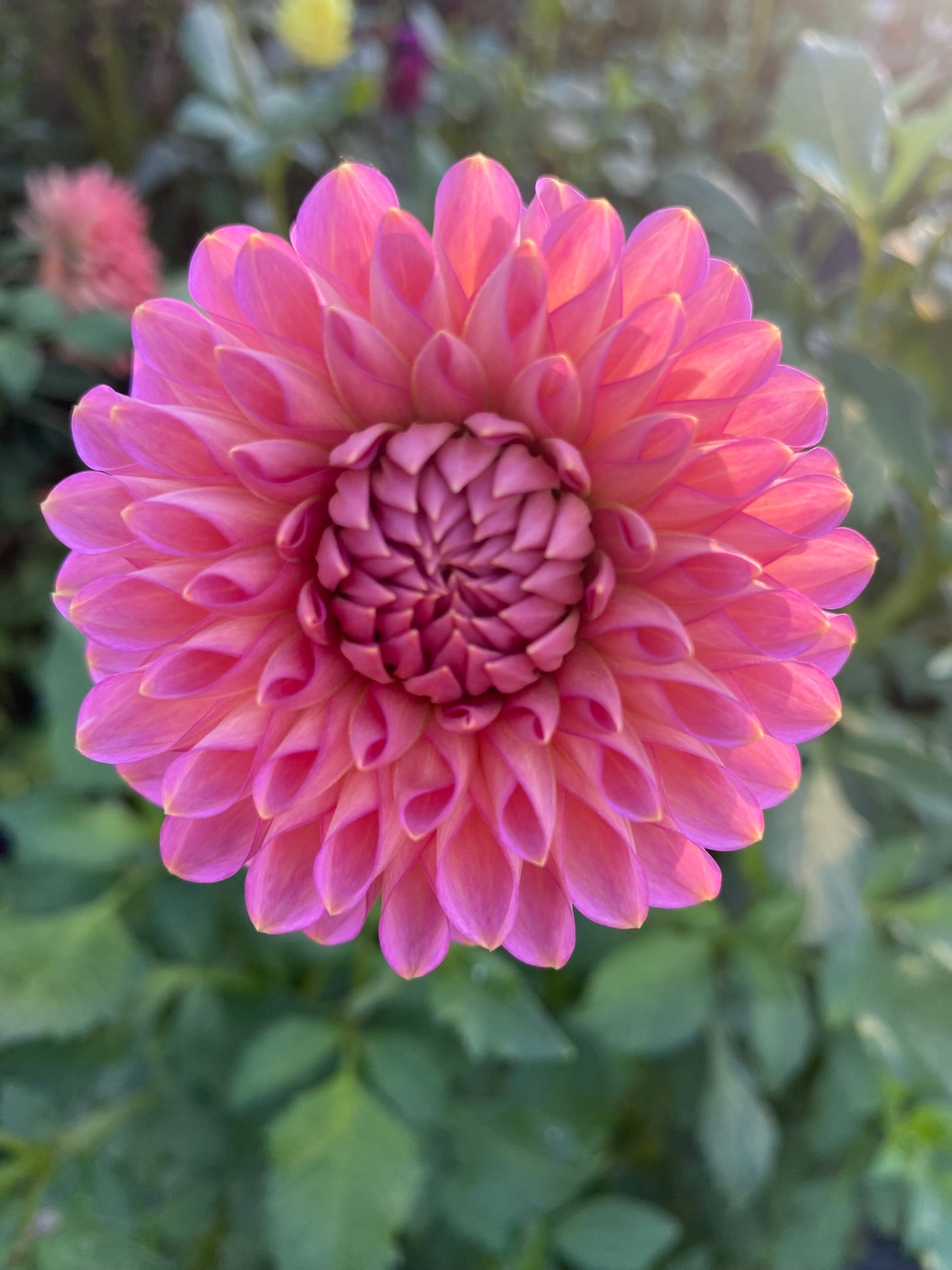 Westerton Pearl Dahlia Tuber – Ball, Pink, 4" Blooms