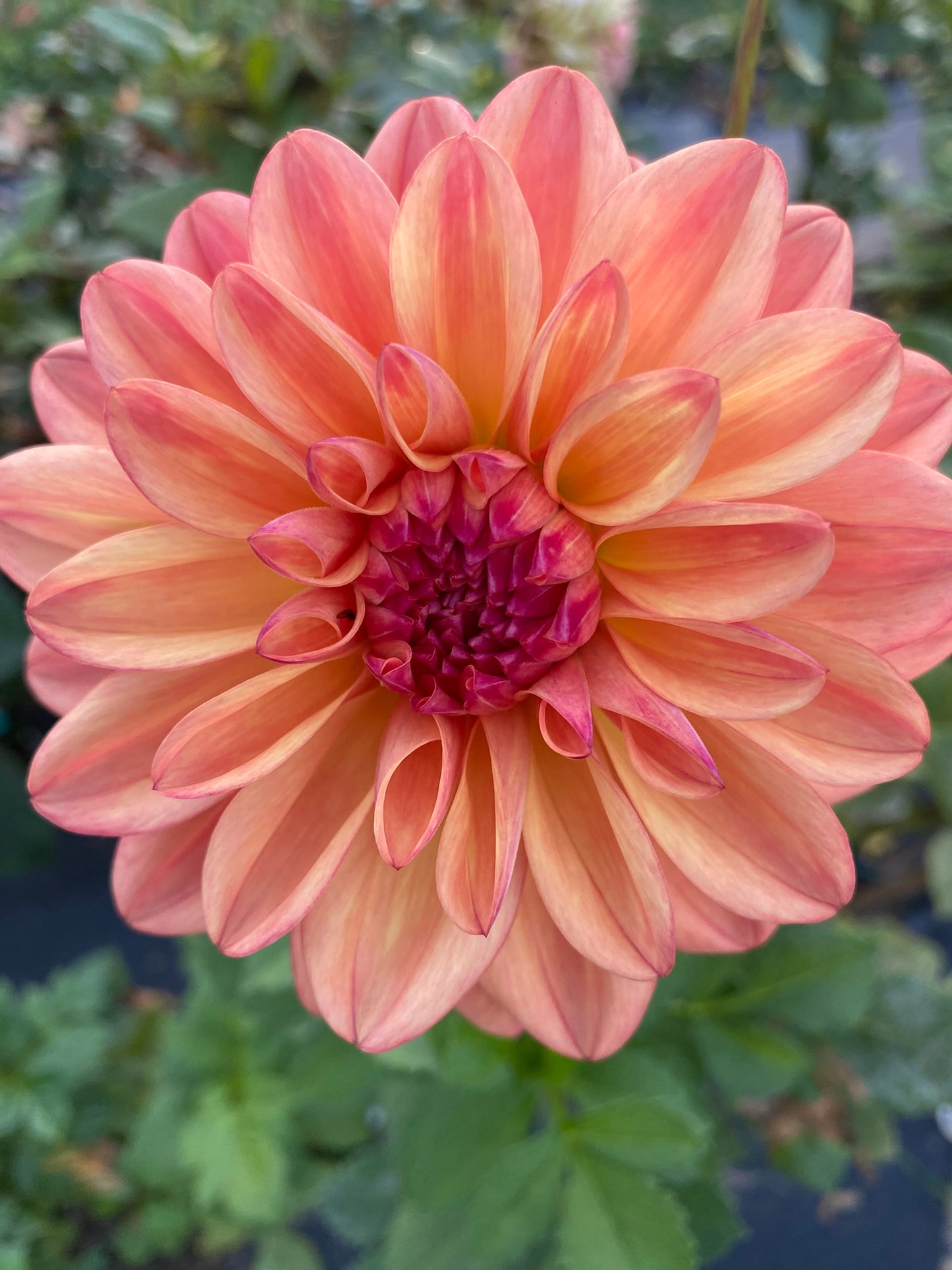 Ferncliff Copper Dahlia Tuber – Bronze Formal Decorative, 6–8" Blooms