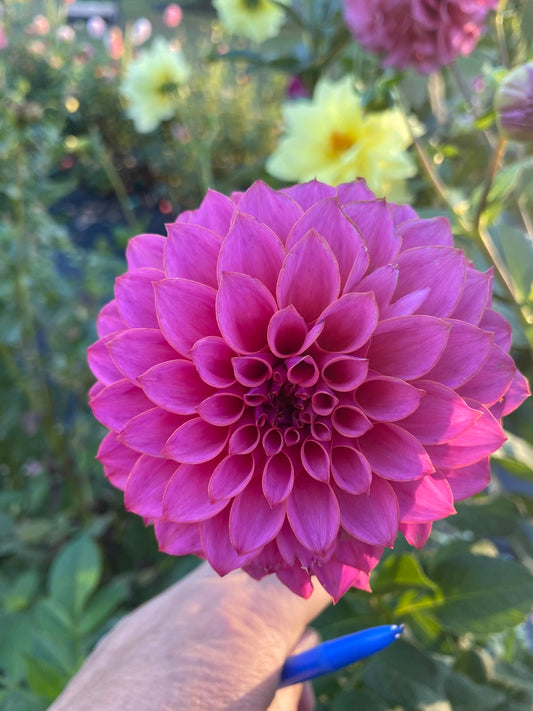 EA Seedling PK-25-MB Dahlia Tuber Formal Decorative Dark Pink 6" Blooms