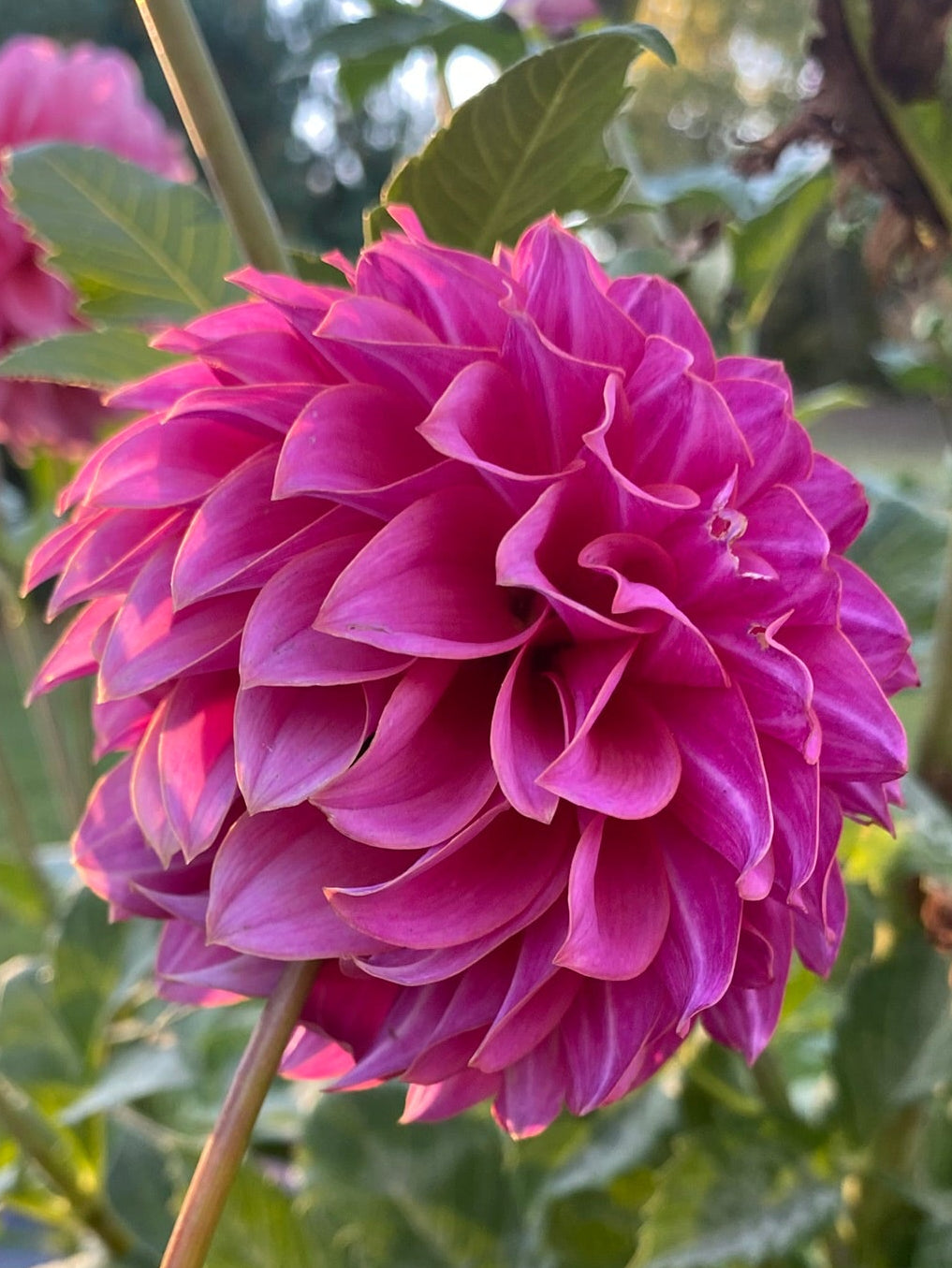 Close-up of a vibrant pink flower with green leaves in the background