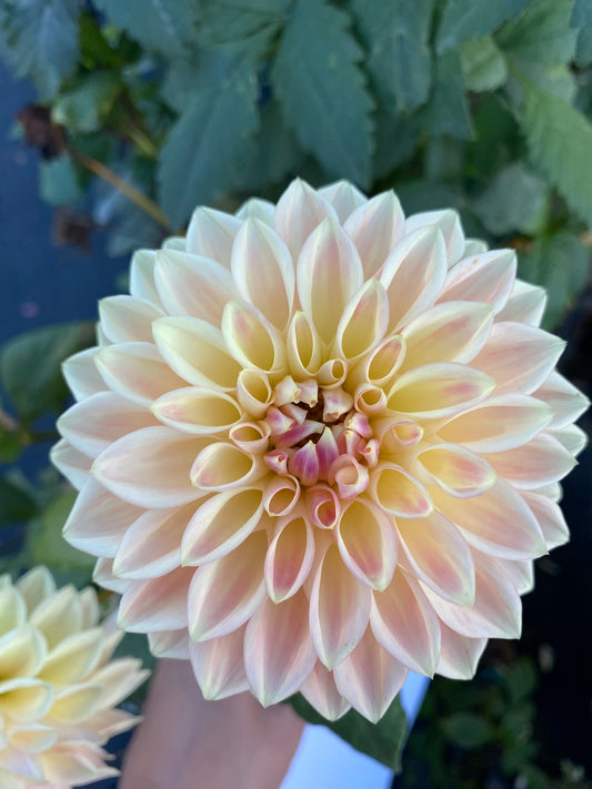 Bloomquist Alan Dahlia Tuber – Light Blend Formal Decorative, 5" Blooms