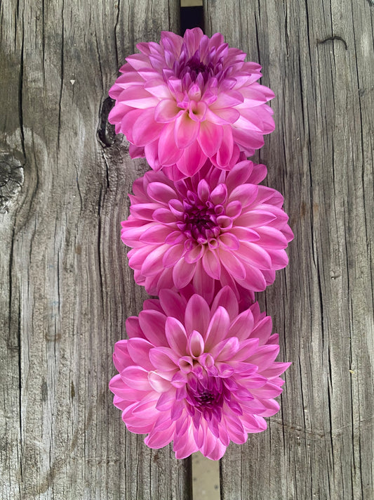 Ferncliff Purity Dahlia Tuber – Miniature Formal Decorative, Pink, 3–4" Blooms