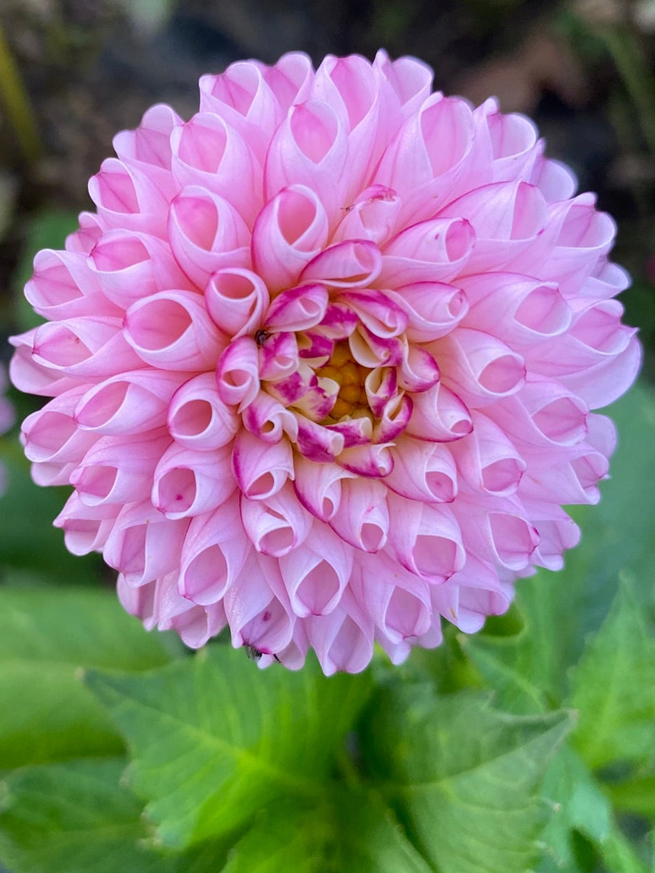 Chimacum Davi Dahlia Tuber Miniature Ball Pink 2–3" Blooms
