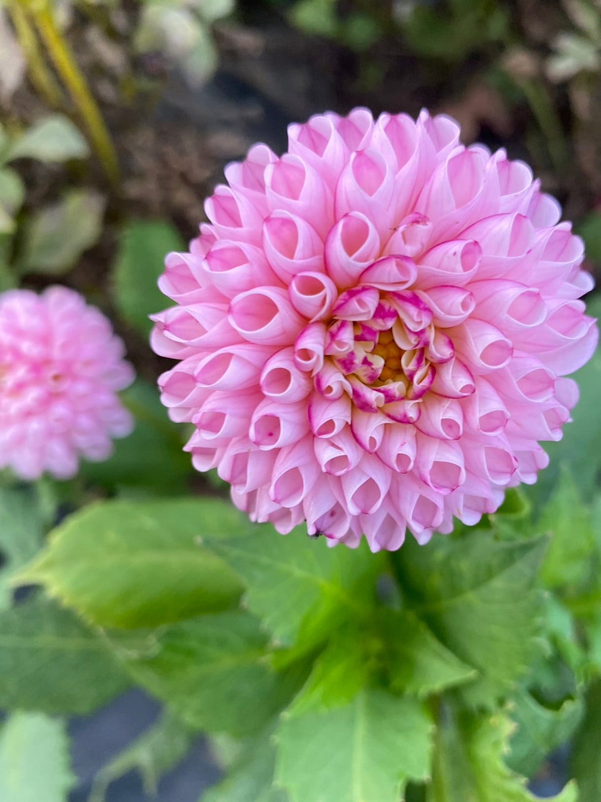 Pink flower with green leaves in a garden setting