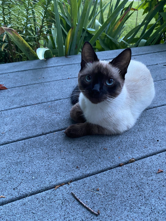 Hillcrest Amour Dahlia Tuber – Formal Decorative Soft Pink 4.5" Blooms