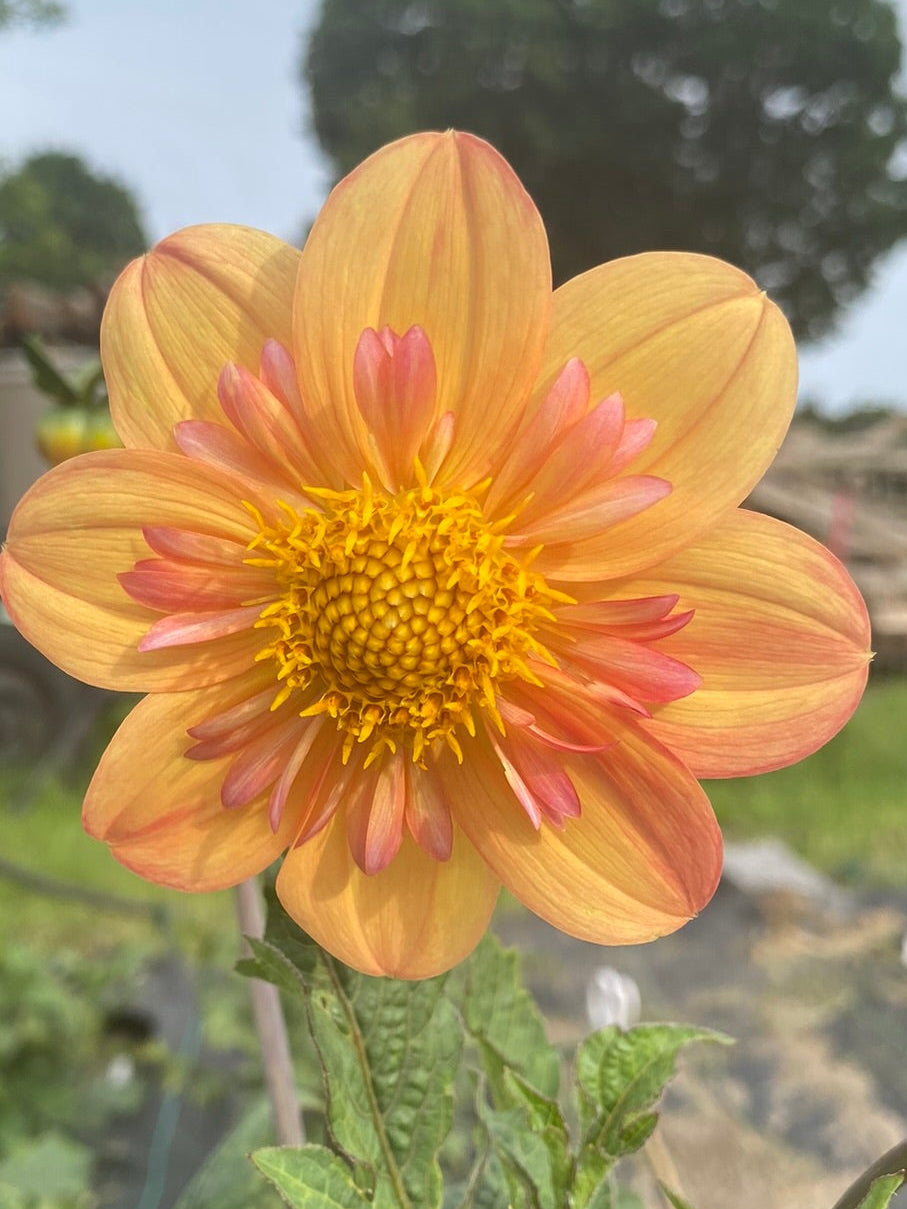 Yellow flower with pink center in a garden setting