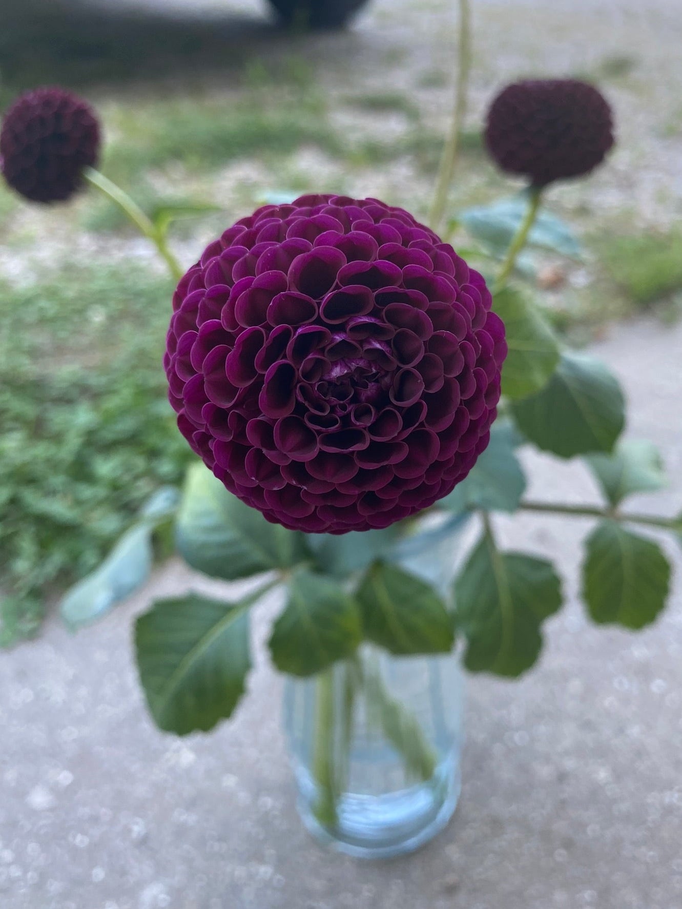 Purple flower in a clear vase on a concrete surface