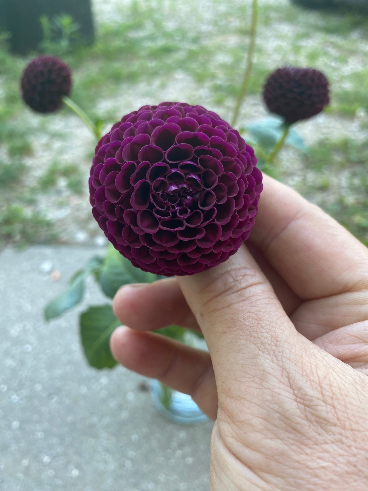 Moor Place Dahlia Tuber – Pompon, Purple, 2–3" Blooms