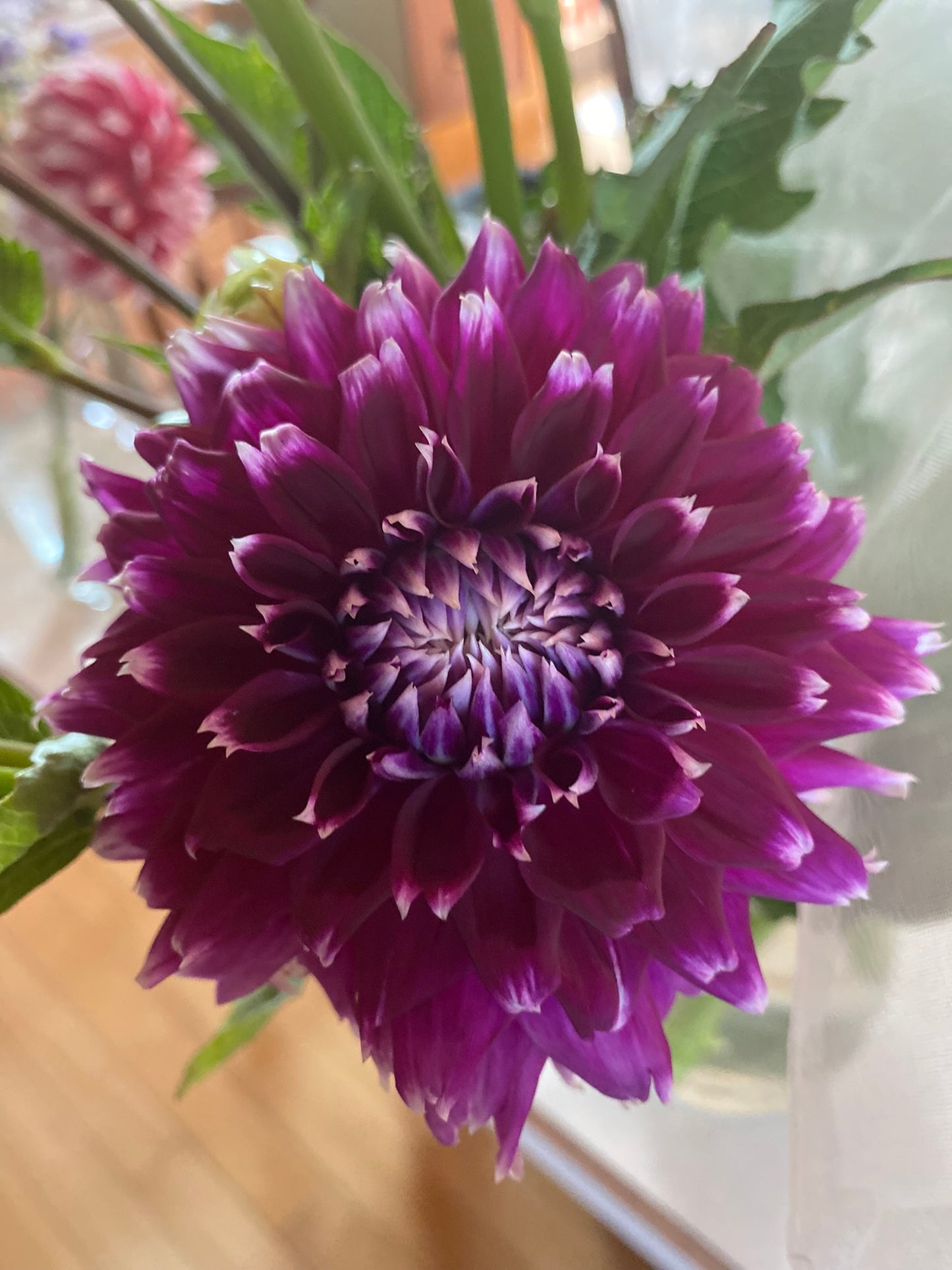 Eagle’s Sugar Plum Dahlia Tuber Medium Laciniated Bi-Color 6–8" Blooms