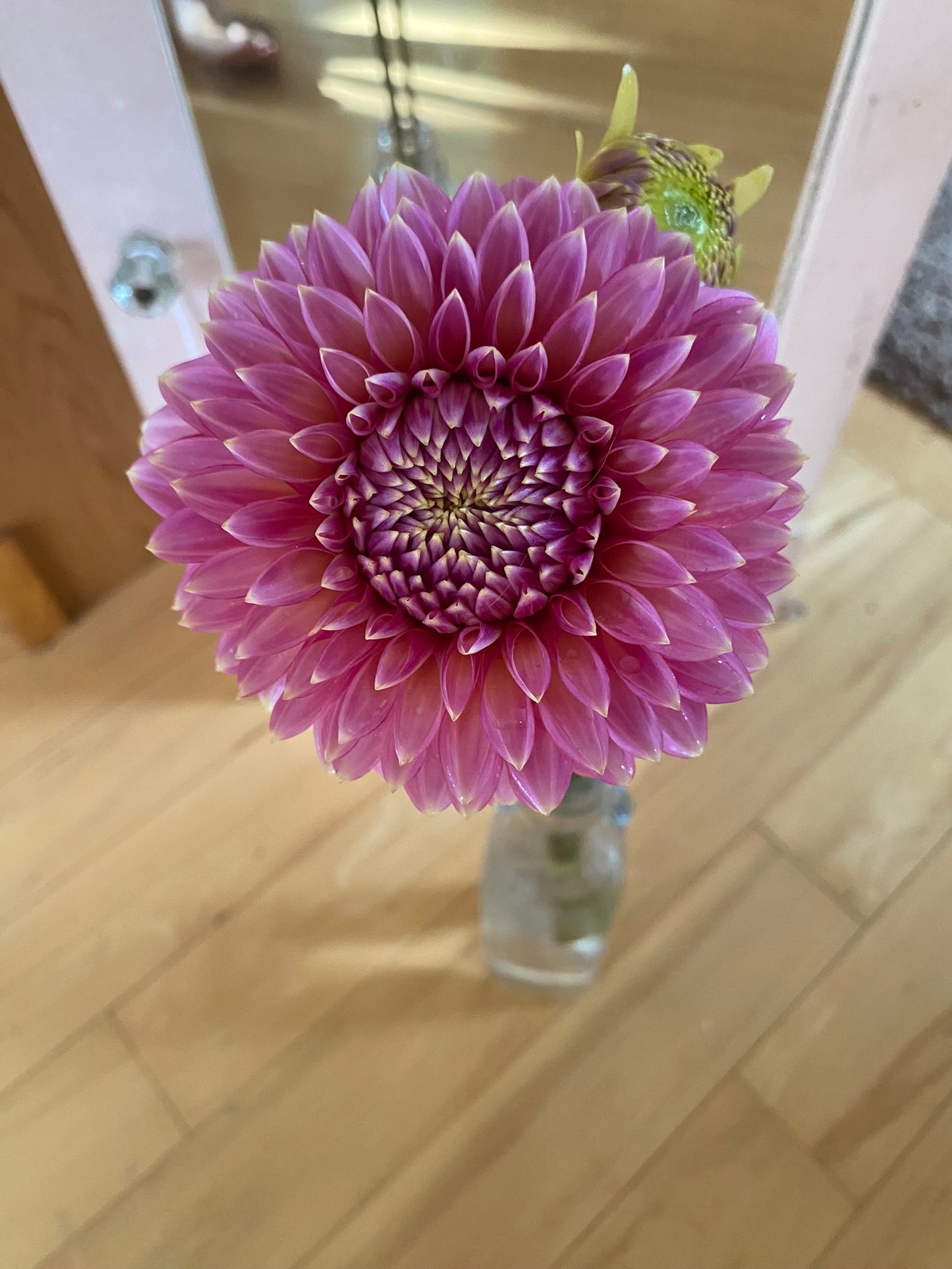 Skipley Spot of Gold, Formal Decorative, Dark Pink, 3–4" Blooms