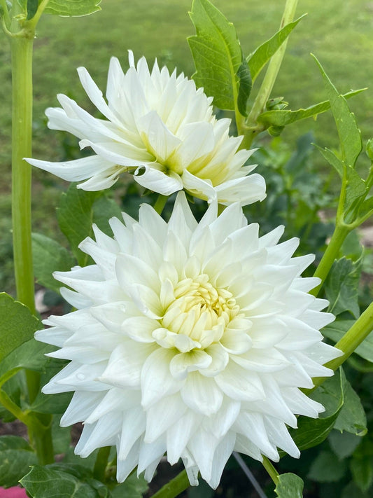 Two large white flowers with green leaves in a garden setting.