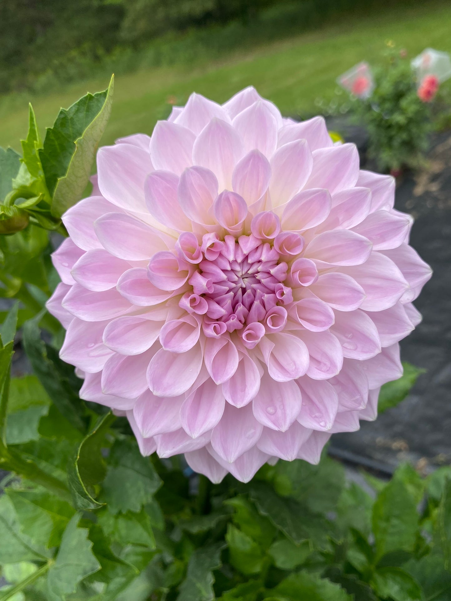Lakeview Premier Dahlia Tuber – Formal Decorative Lavender 6" Blooms