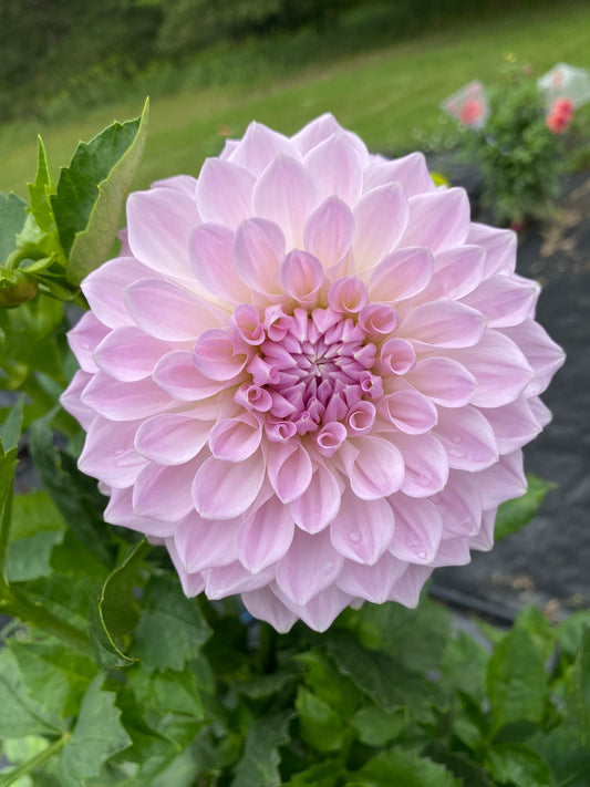 Lakeview Premier Dahlia Tuber – Formal Decorative Lavender 6" Blooms