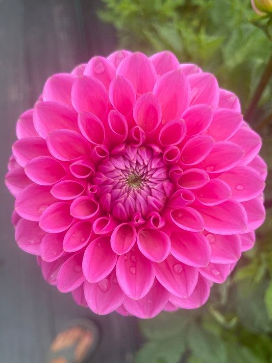 Close-up of a bright pink flower with a blurred background