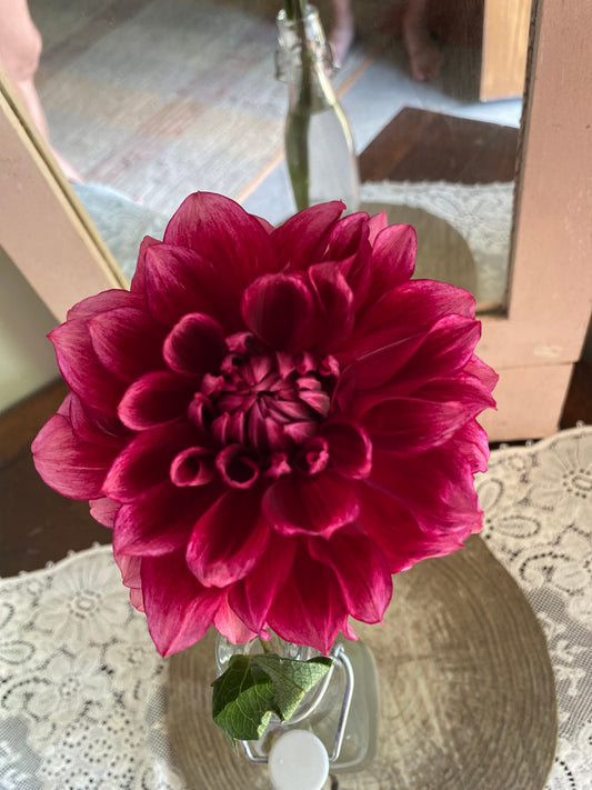Bloomquist York Dahlia Tuber – Dark Blend Informal Decorative, 5" Blooms