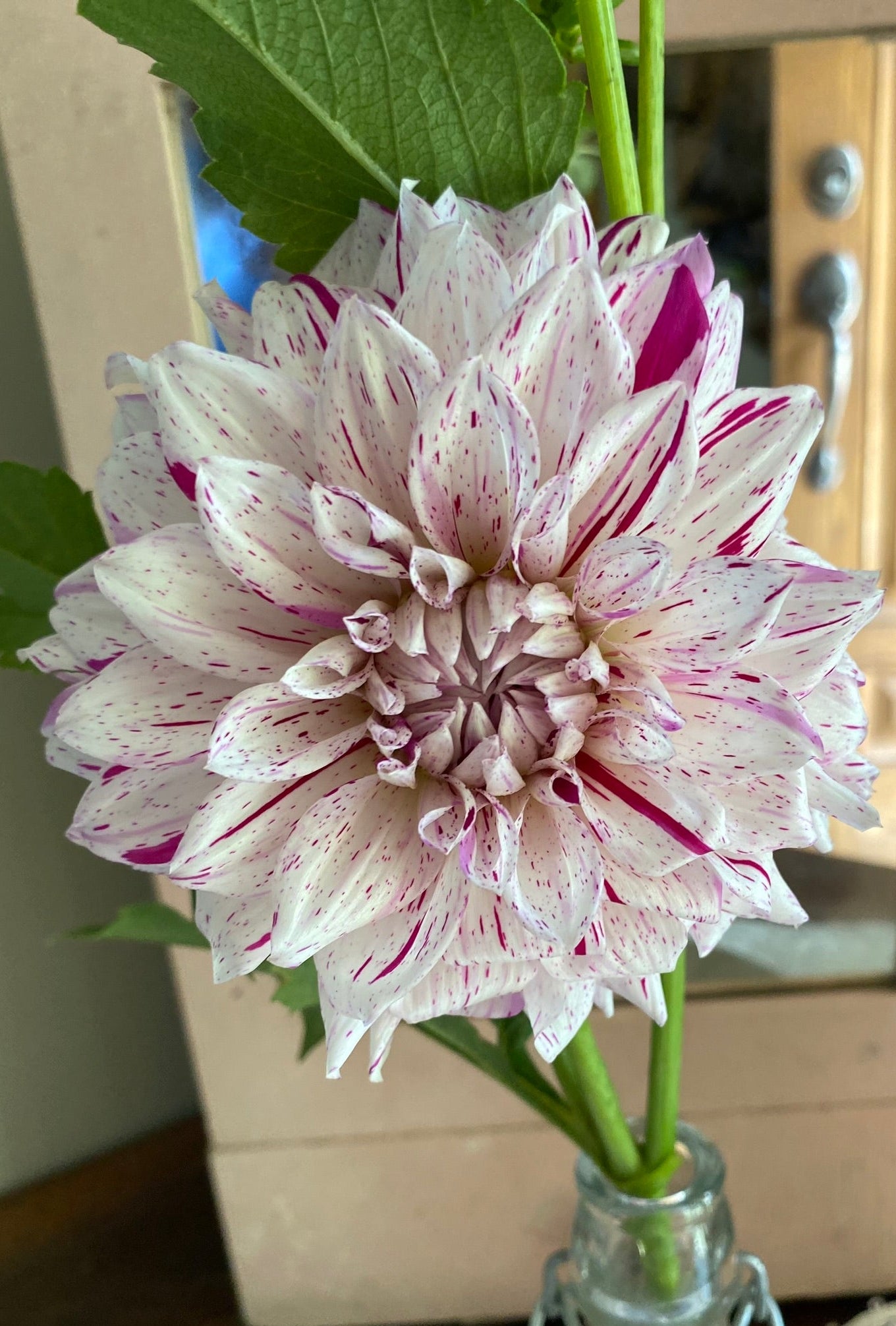 Large white flower with pink stripes in a clear glass vase against a neutral background