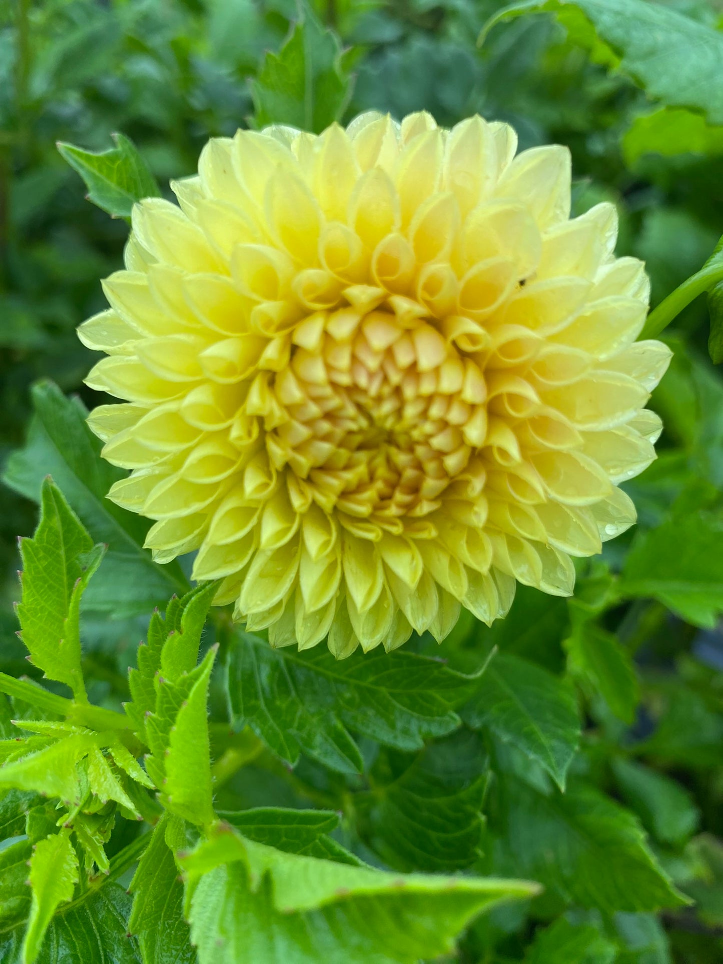 Formby Crest Dahlia Tuber – Formal Decorative, Light Blend, Golden Yellow, 4" Blooms