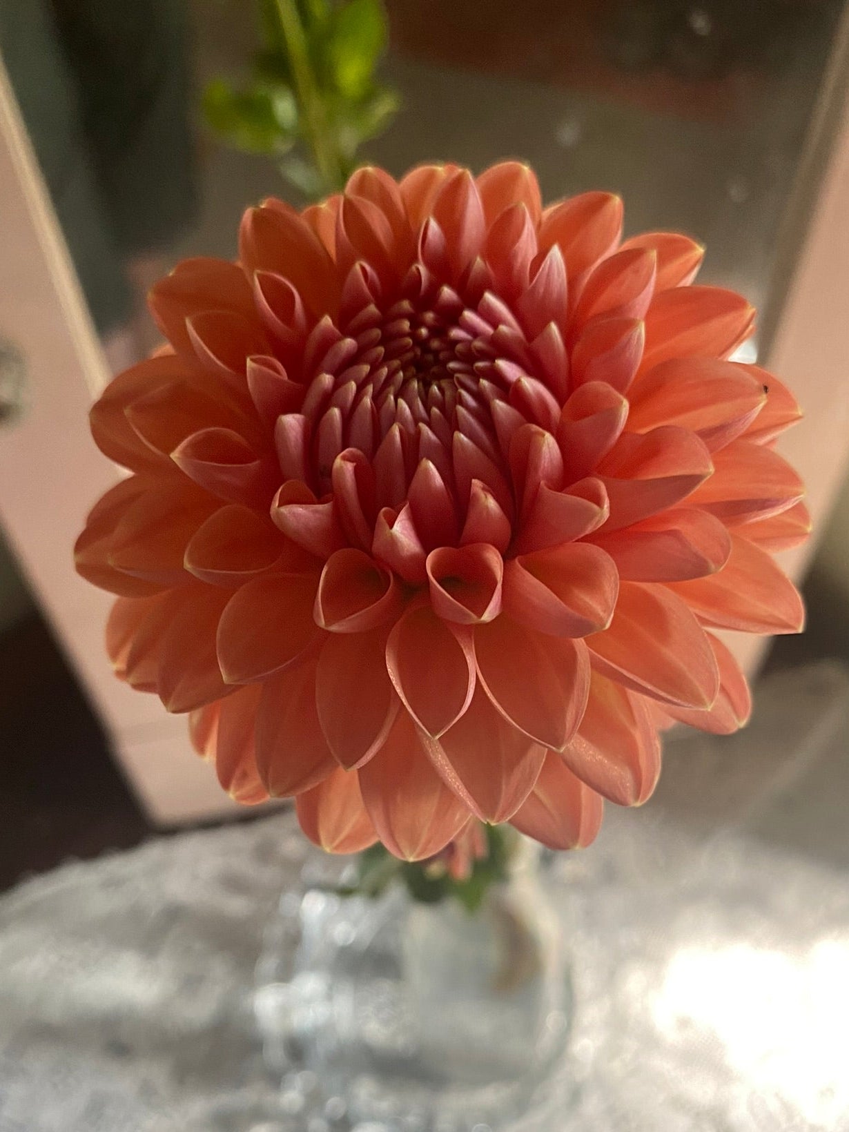 Peach-colored flower in a clear vase on a reflective surface