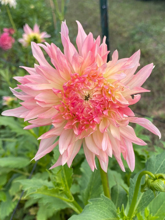 Large pink flower with green leaves in a garden setting.