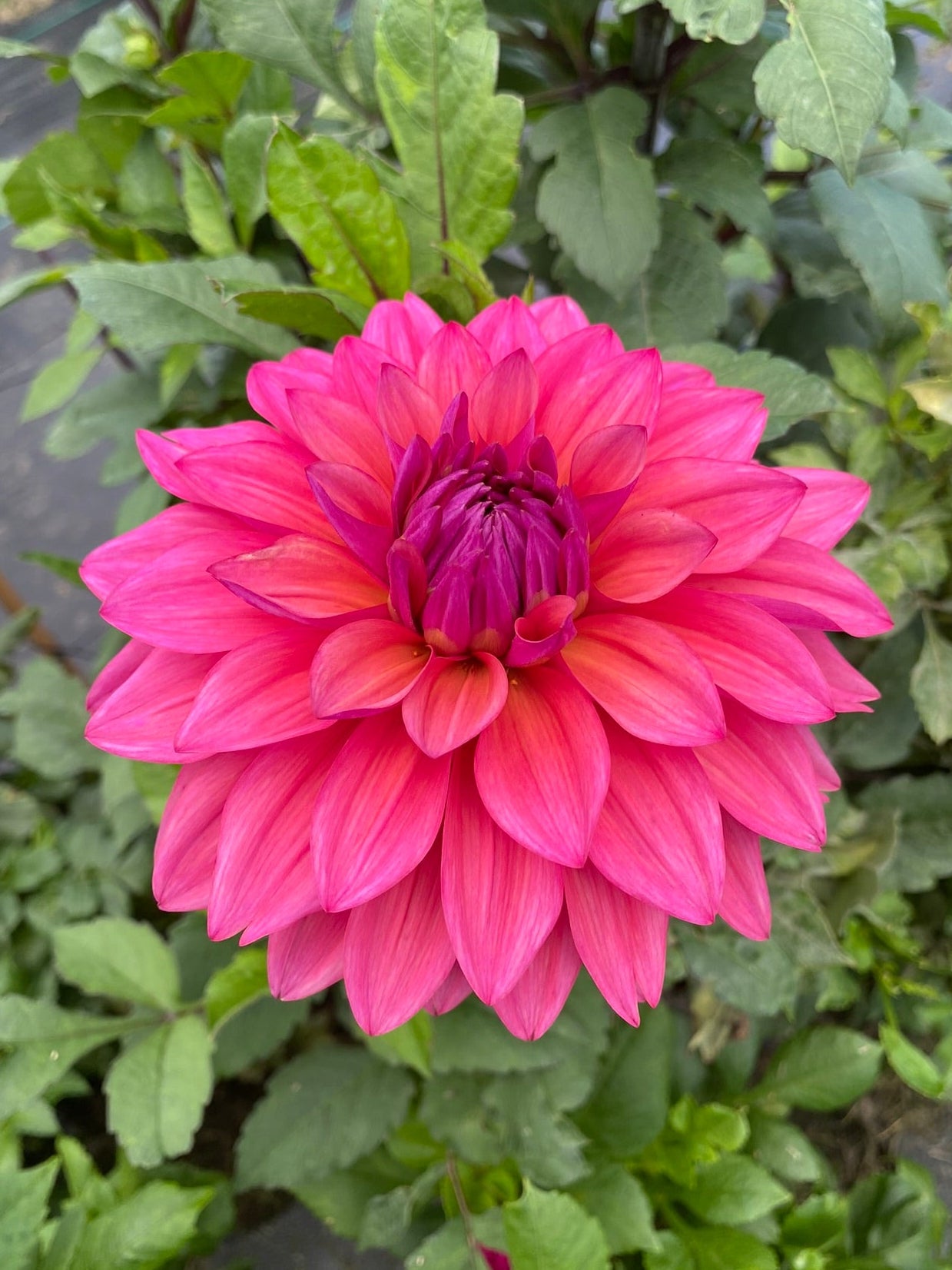 Pink dahlia flower with green leaves in the background