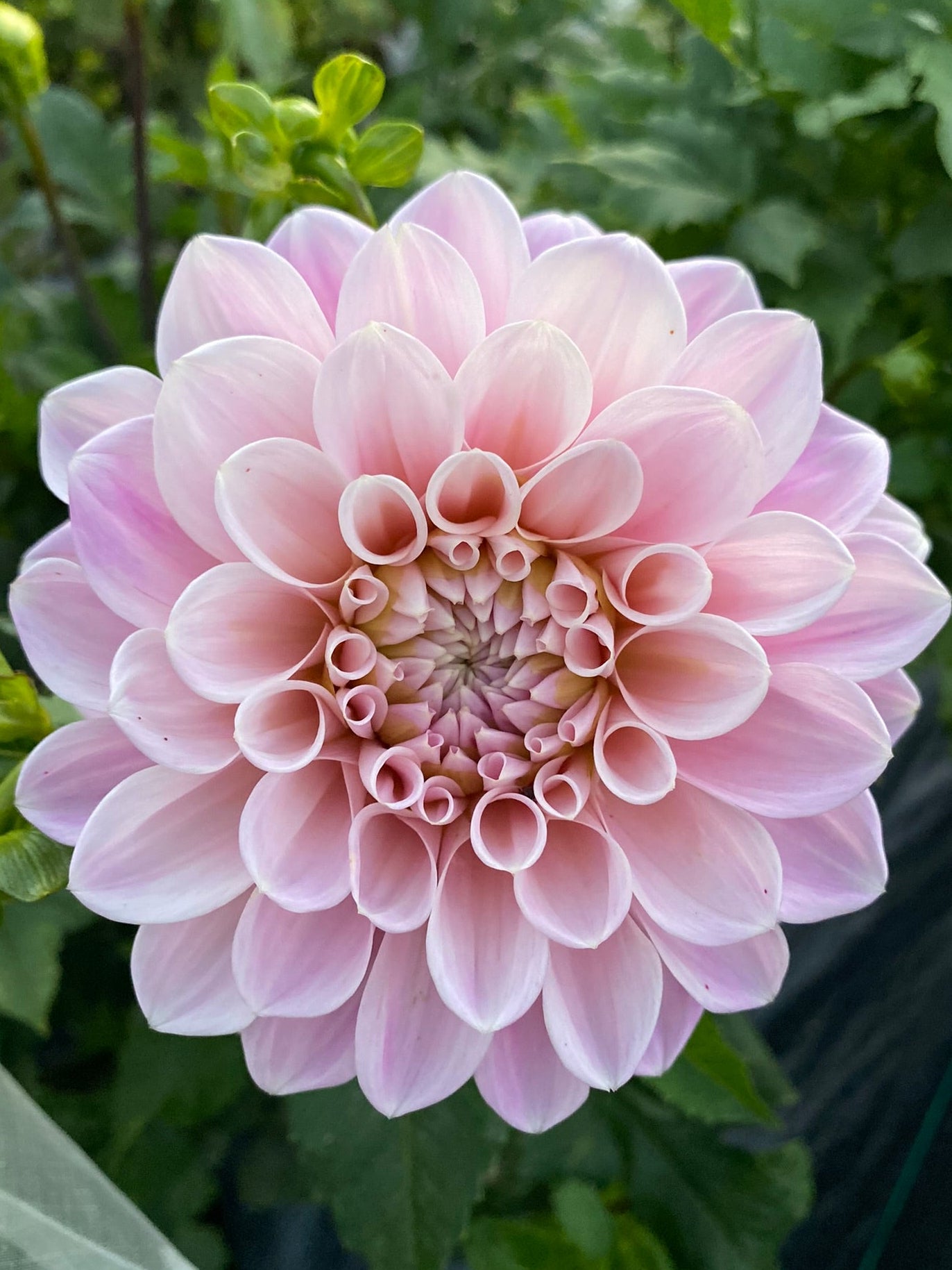 Pink dahlia flower with green leaves in the background