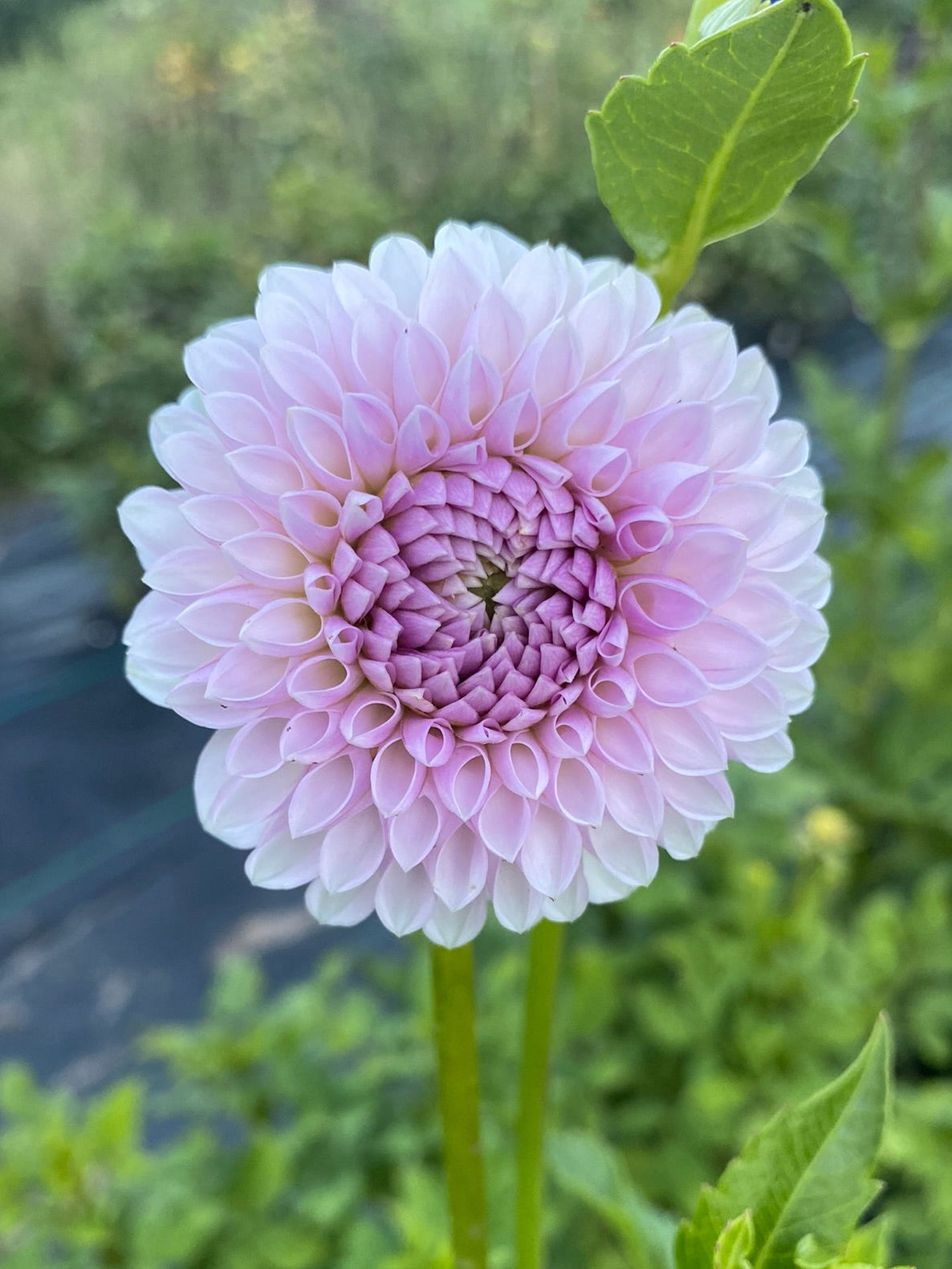 Pink flower with green leaves in a garden setting