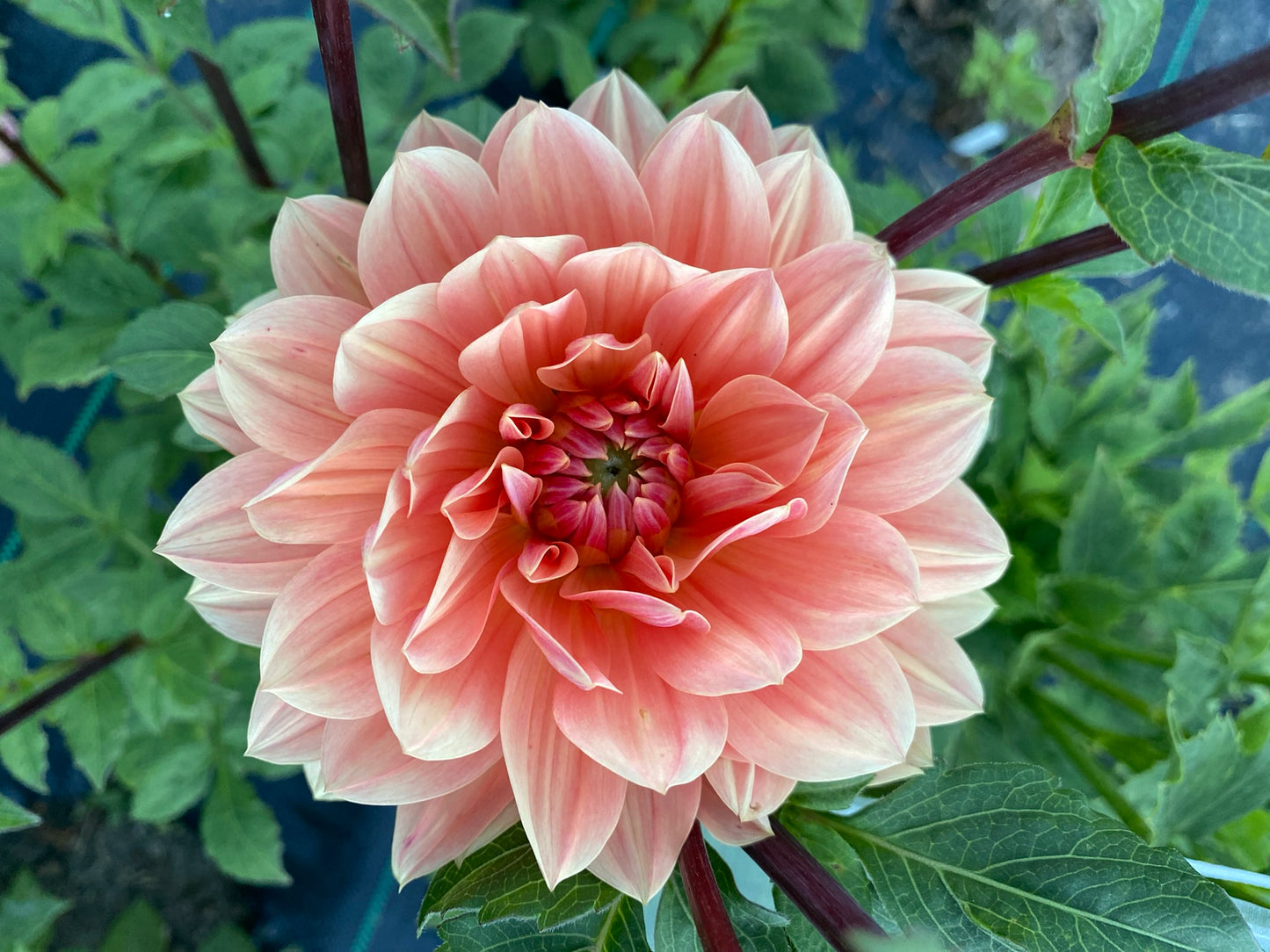 Fawn Dahlia Tuber – Waterlily, Neutral Tan-Pink Blend, 4–6" Blooms, ~3–4 ft