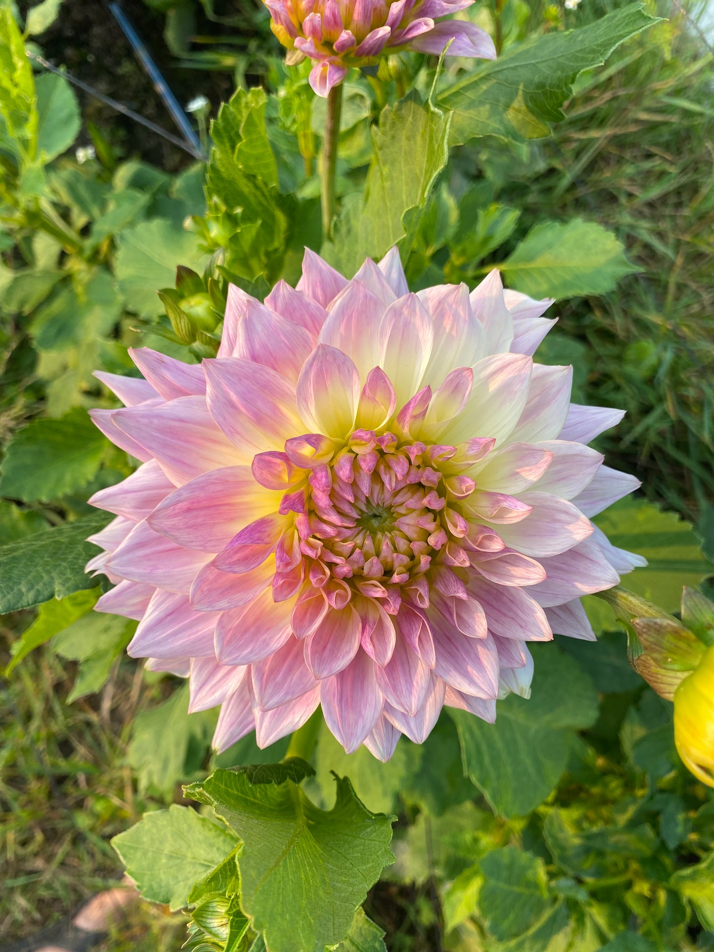 Dahlia Tuber Bundle #3– Soft Romance Collection