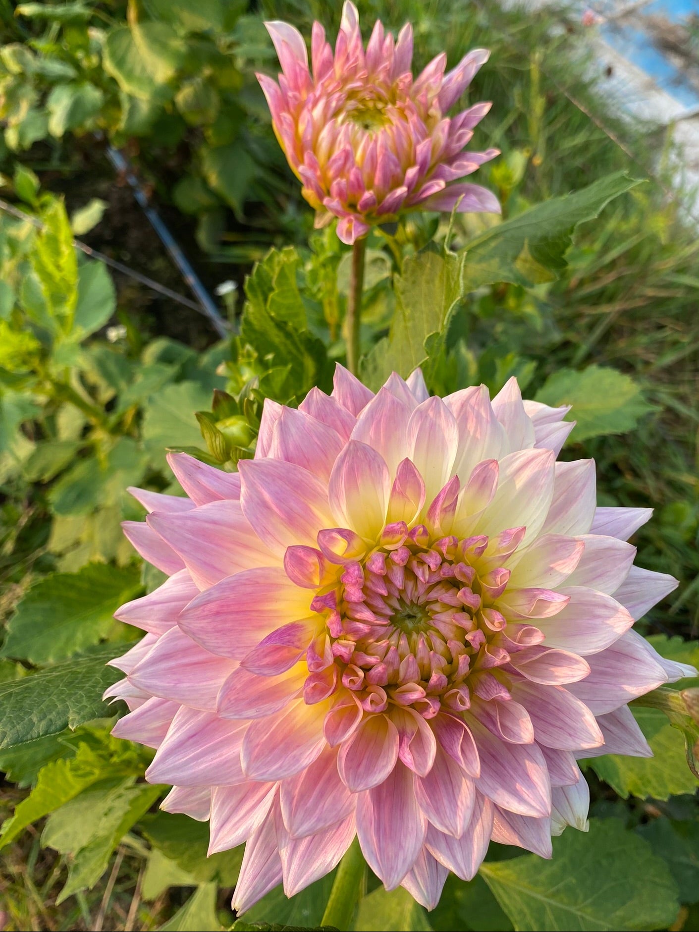 Two pink and white flowers with green leaves in a natural setting.