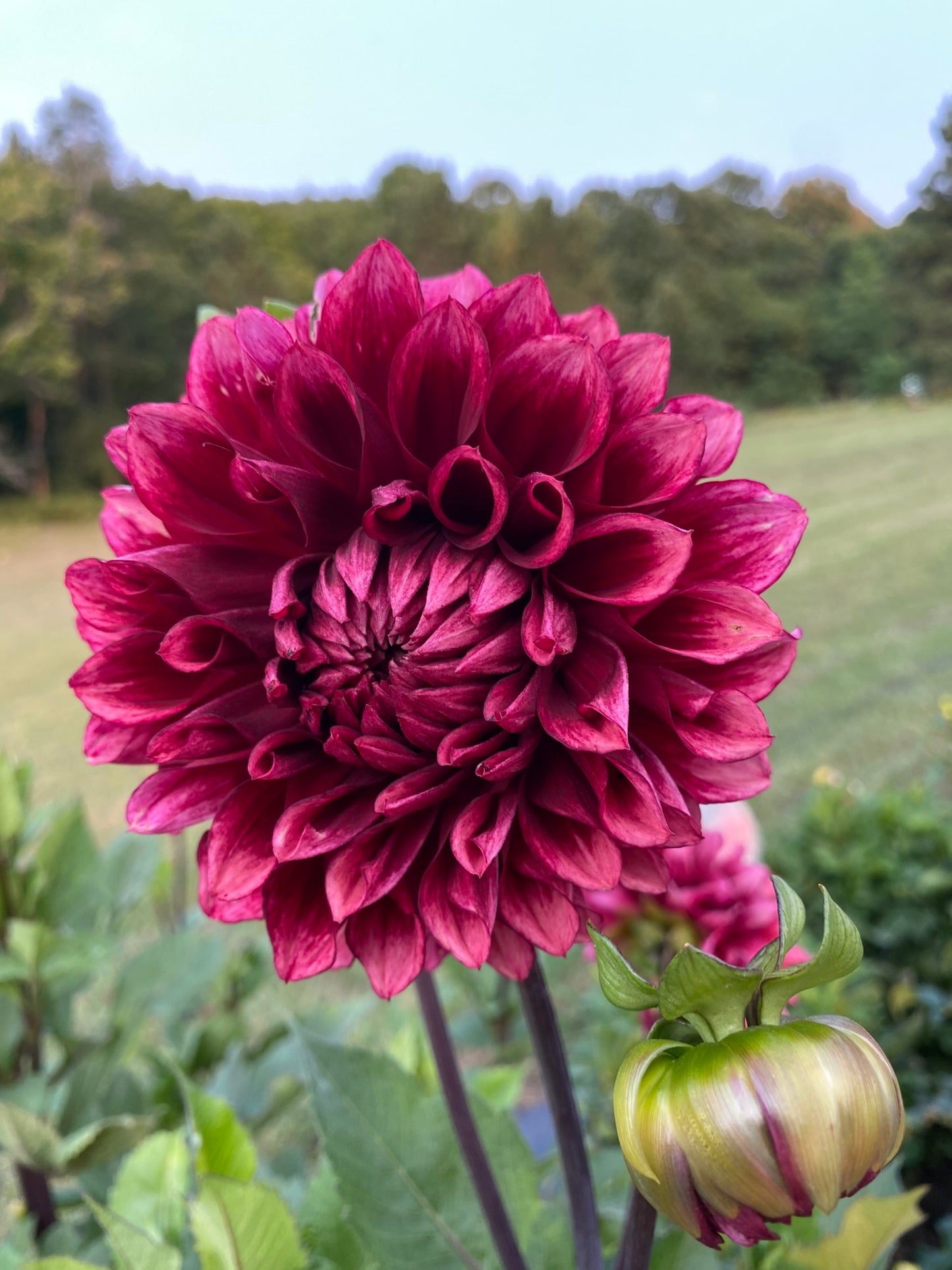 Bloomquist York Dahlia Tuber – Dark Blend Informal Decorative, 5" Blooms
