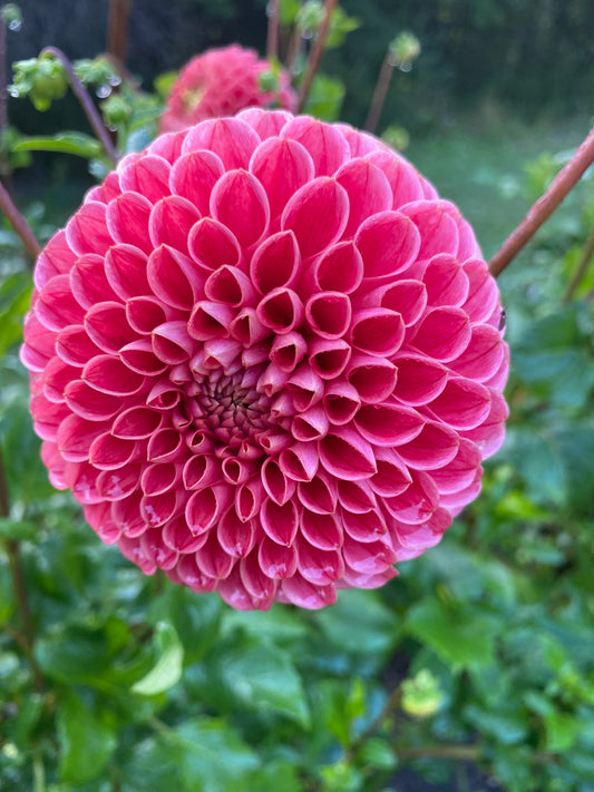 Jomanda Dahlia Tuber – Formal Decorative Orange 5" Blooms