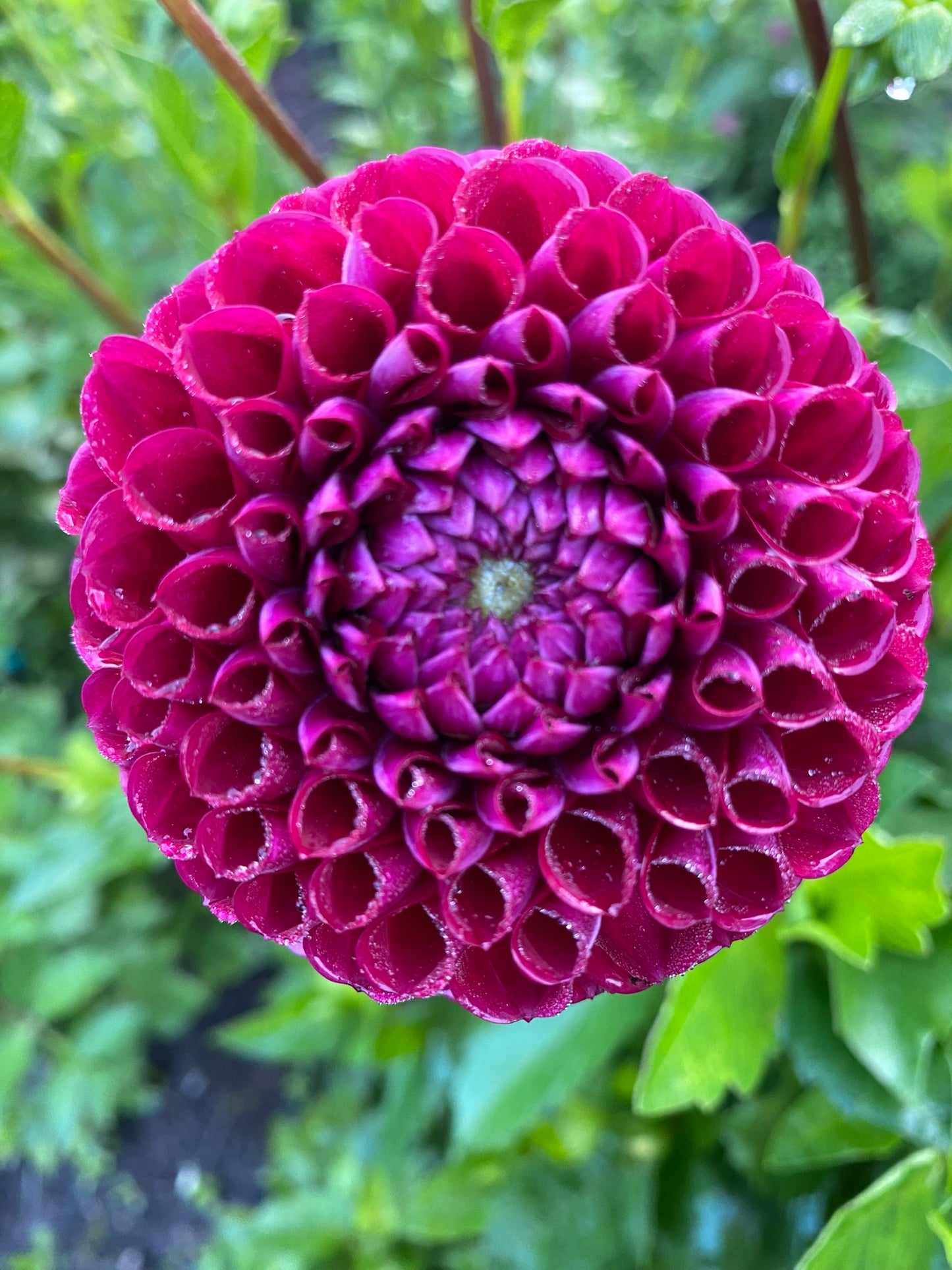 Downham Royal Dahlia Tuber Miniature Ball Purple 2.5–3" Blooms