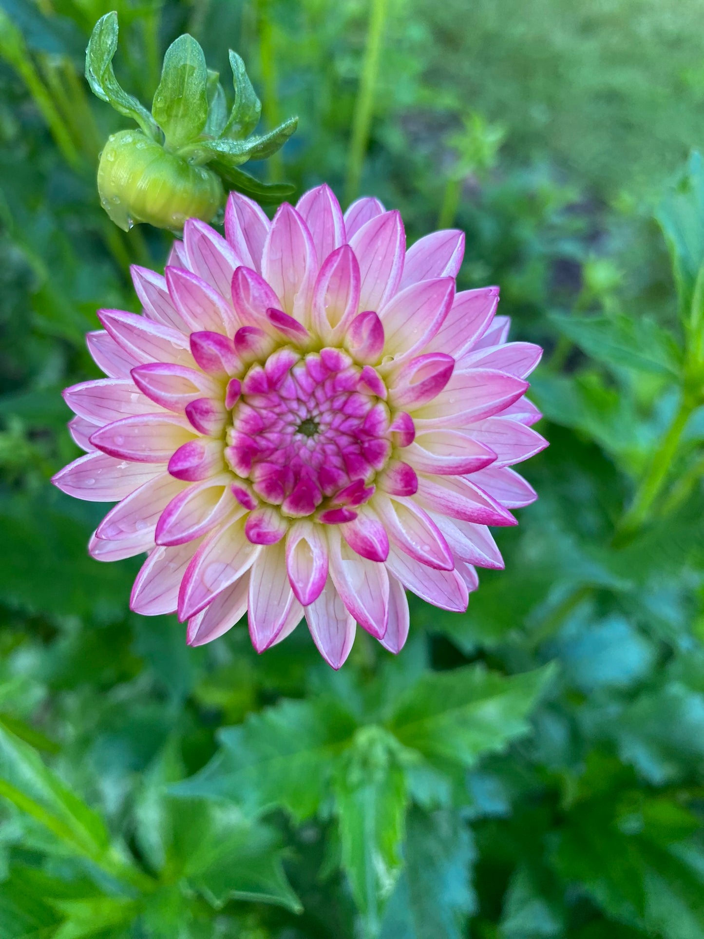 Valley Porcupine Dahlia Tuber Novelty Pink 3-4" Blooms
