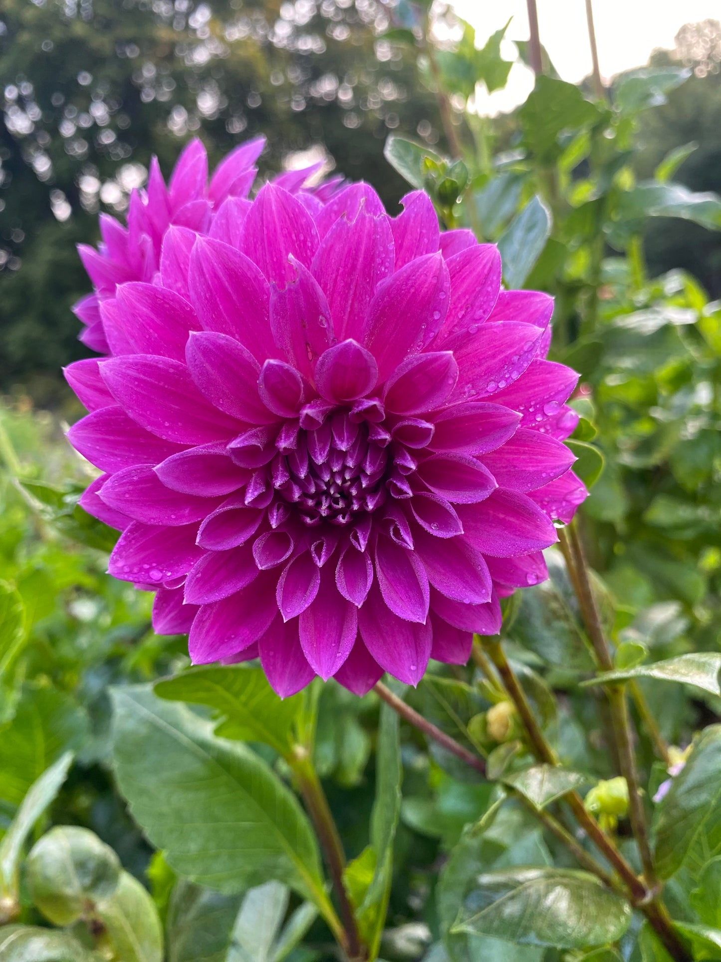 Bloomquist Ruby Dahlia Tuber – Purple Formal Decorative, 5" Blooms
