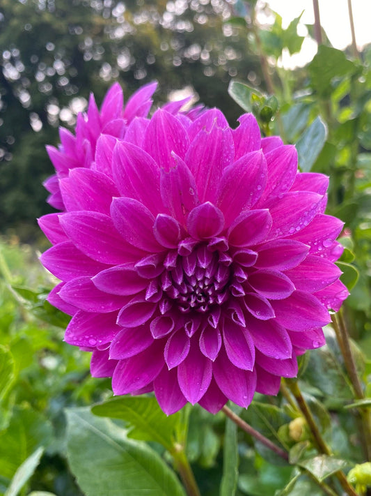 Purple flower with green leaves in the background