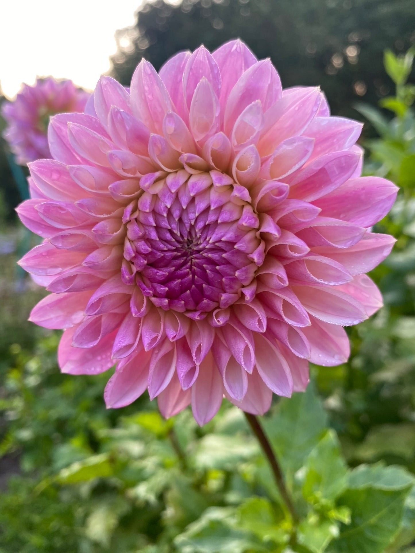 Coralie Dahlia Tuber – Coral Pink Formal Decorative 4–6" Blooms