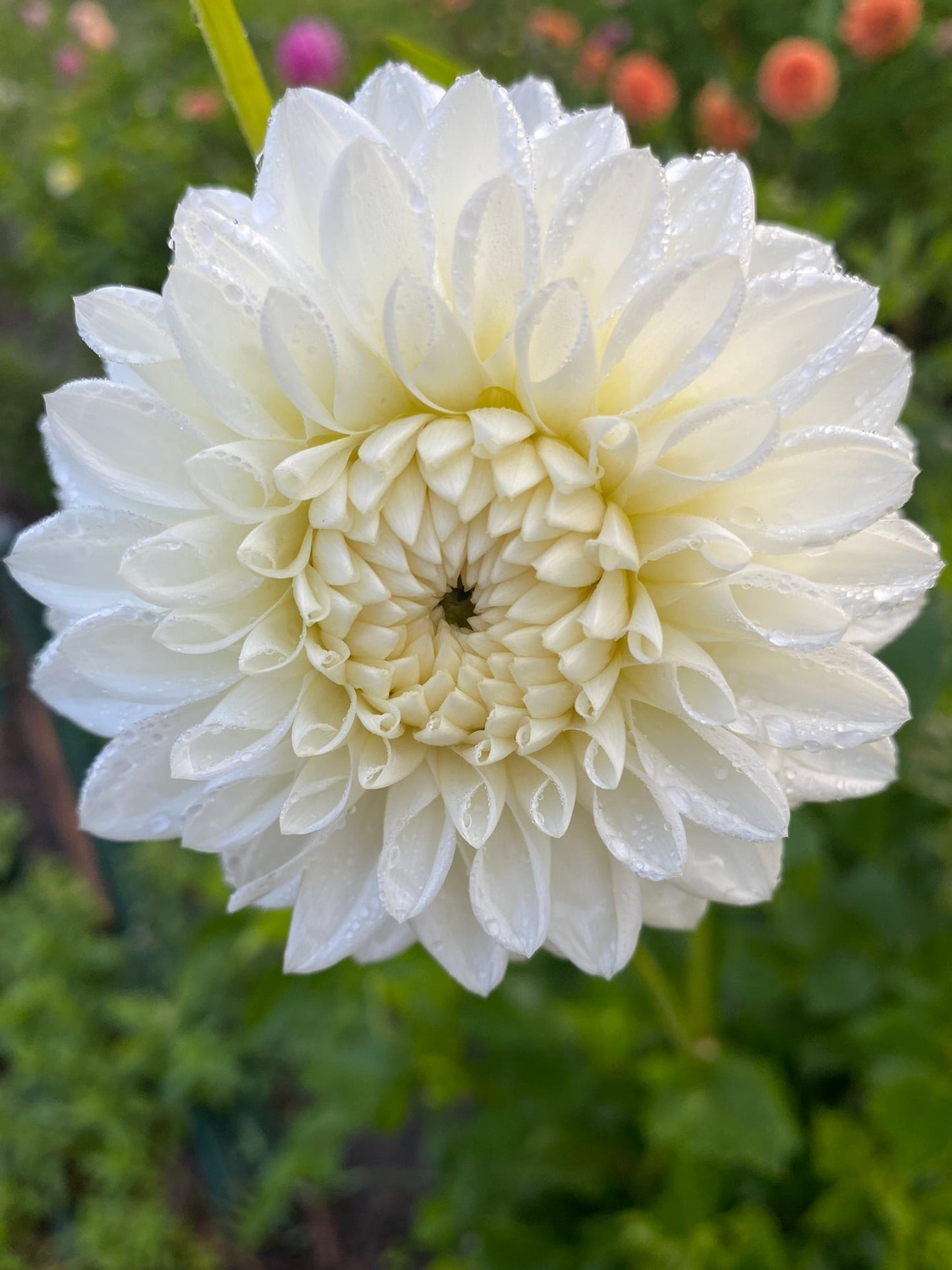 White flower with water droplets on a blurred green background