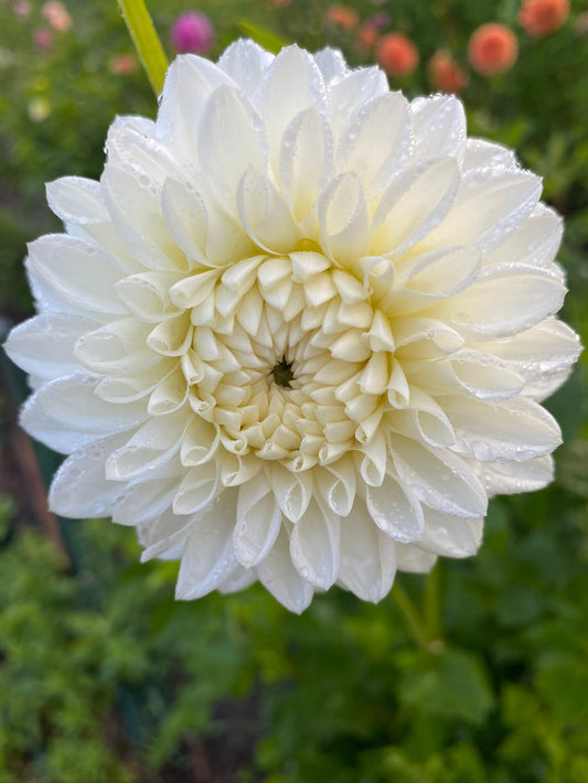 White flower with water droplets on a blurred green background