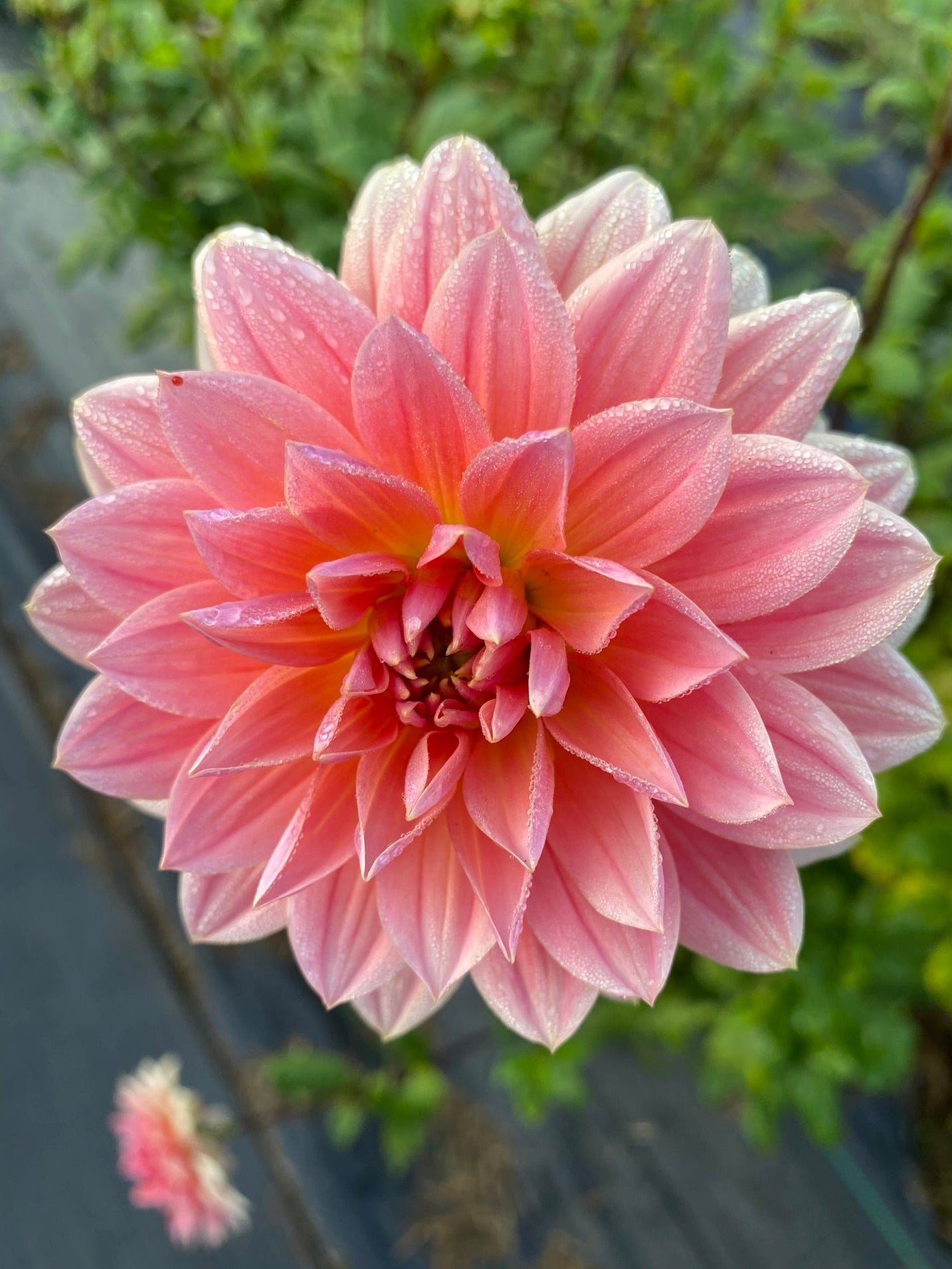 Pink flower with a blurred green background
