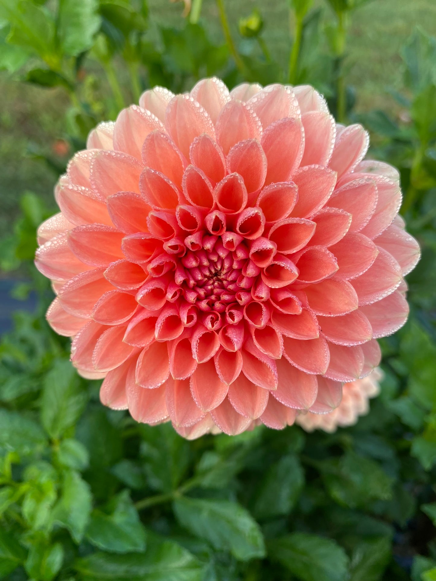 Lyn's Brooke Dahlia Tuber – Ball Orange 3–4" Blooms
