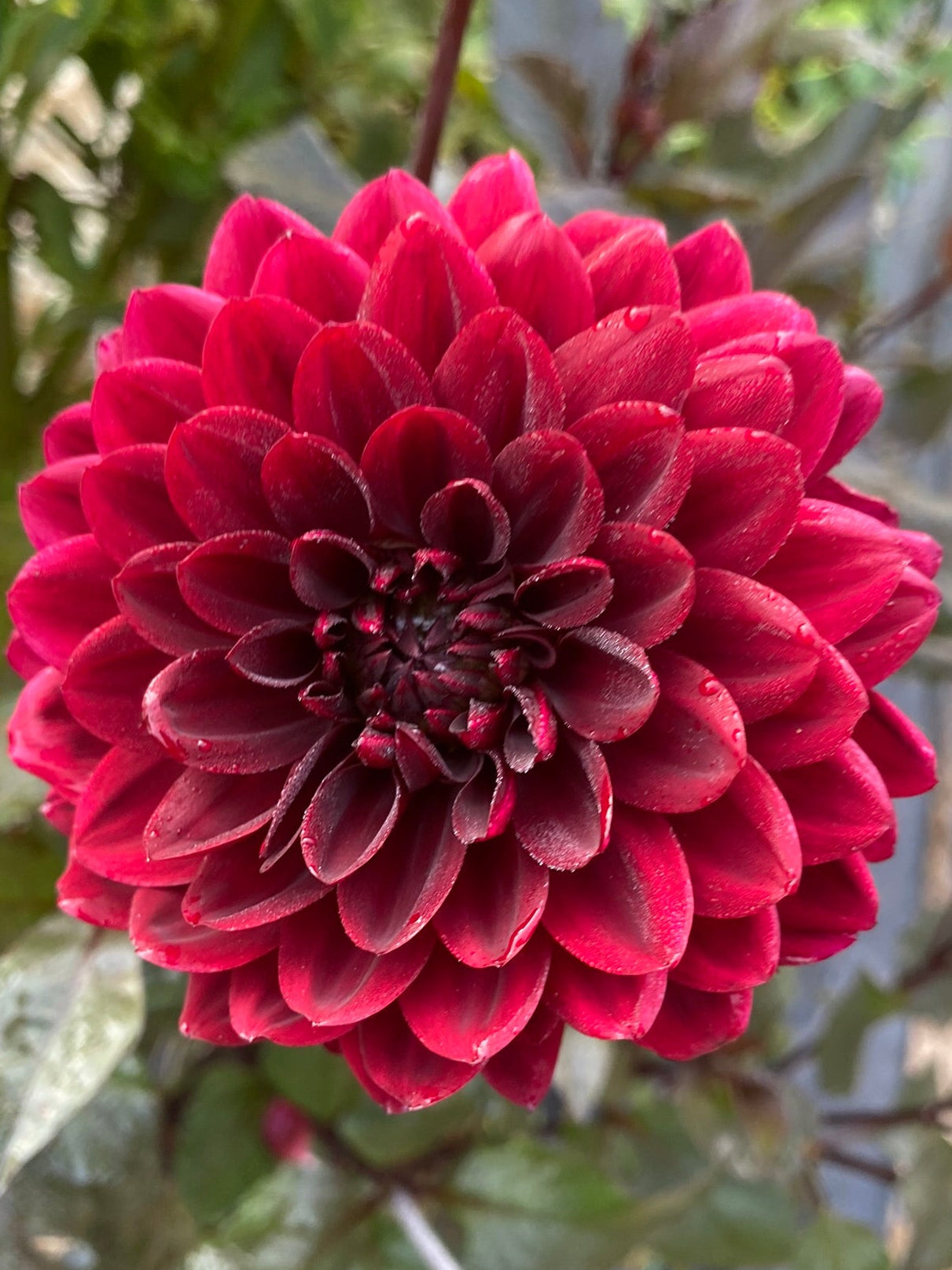 Close-up of a deep red flower with green leaves in the background
