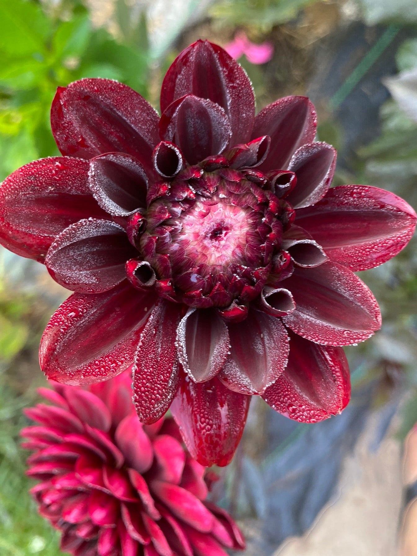 Close-up of a dark red flower with a blurred green background