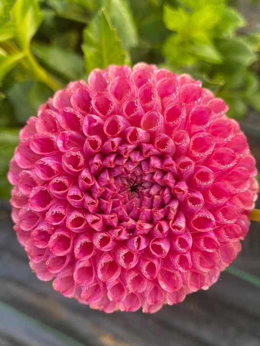 Close-up of a pink flower with green leaves in the background