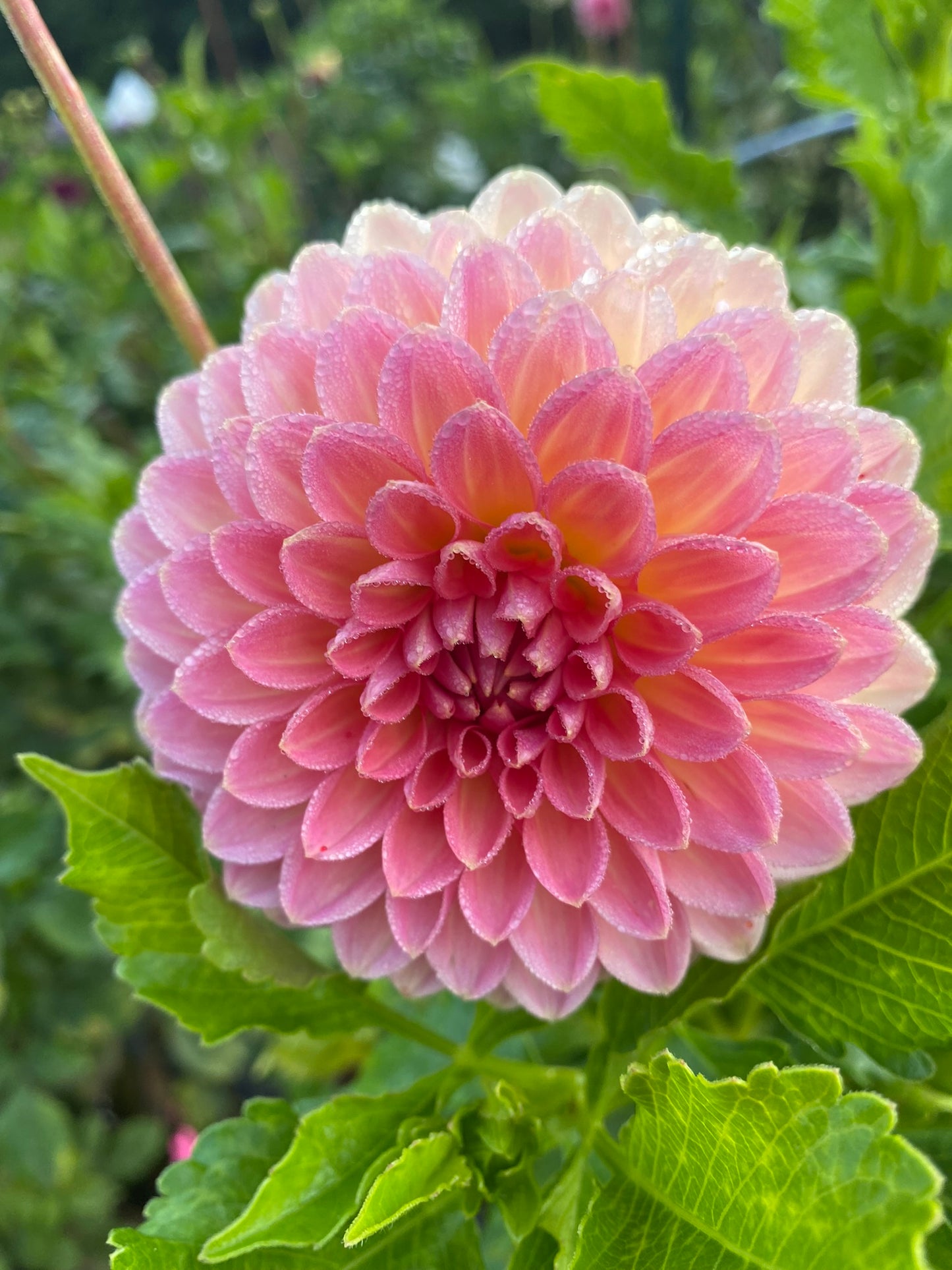 Hillcrest Suffusion Dahlia Tuber – Light Blend Formal Decorative 4–5" Blooms