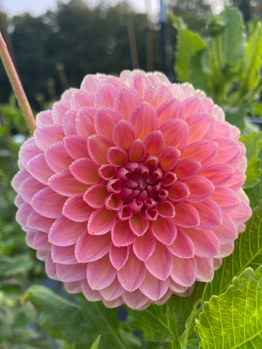 Pink flower with green leaves in a garden setting