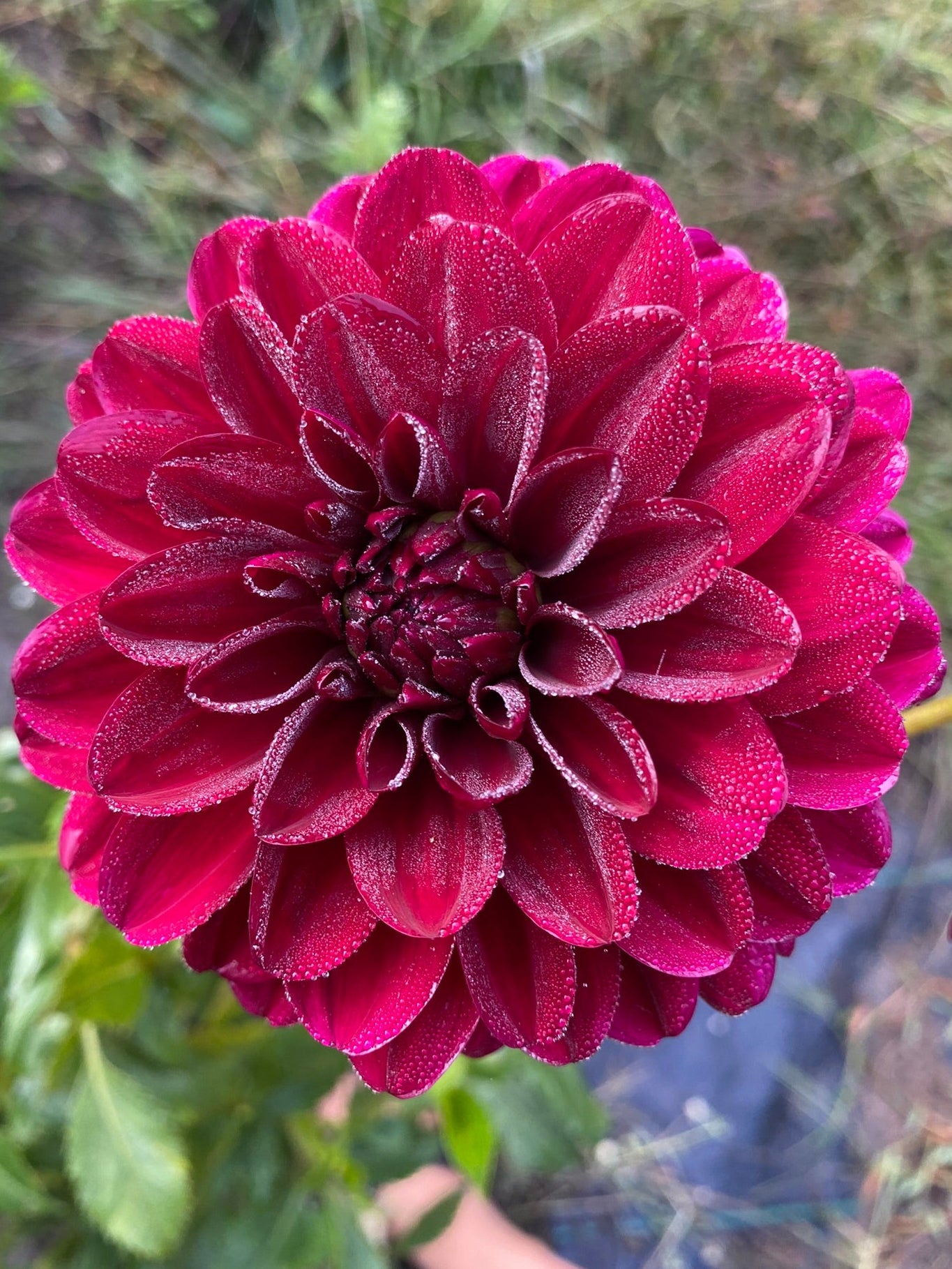 Close-up of a dark pink flower with water droplets on a blurred natural background
