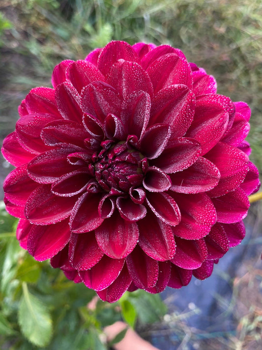 Close-up of a dark pink flower with water droplets on a blurred natural background